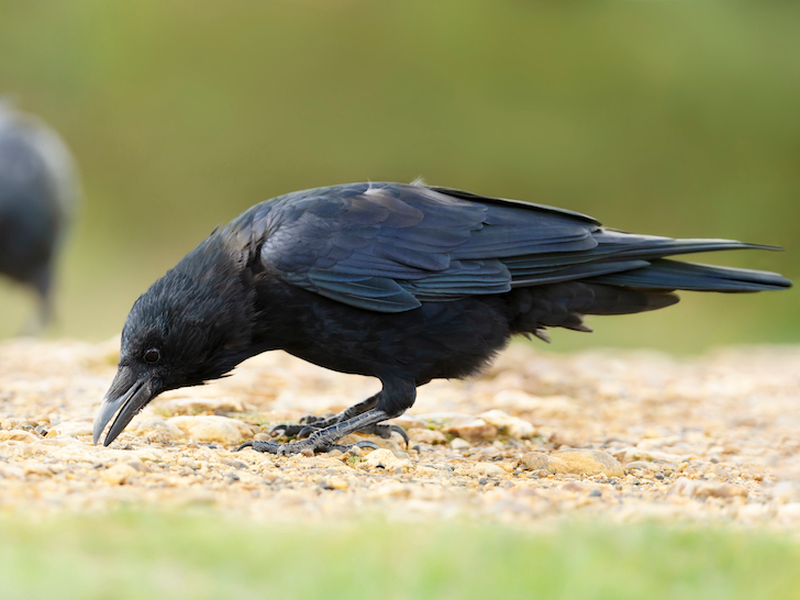 close up of a crow nibbling at something on dusty ground