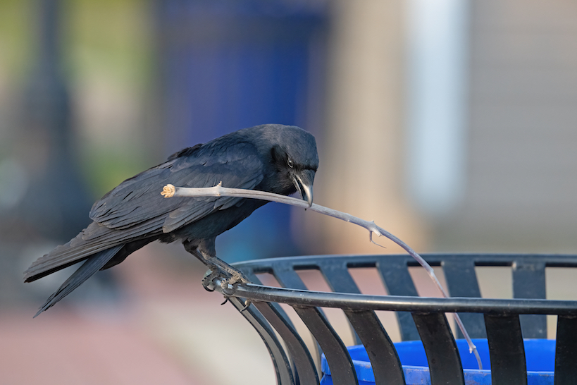 crow perched on a trashcan holding a stick