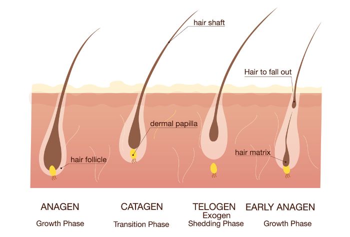 Graphic diagram of hair follicle growth stages