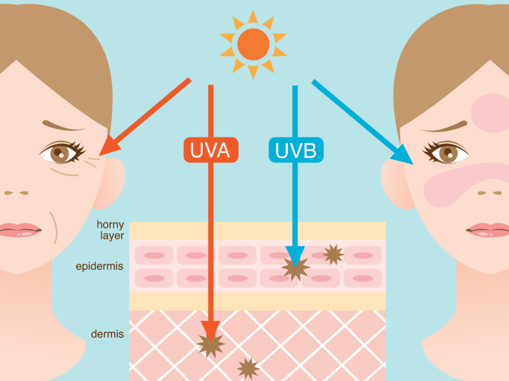 Infographic illustrating UV ray absorption and effects on skin