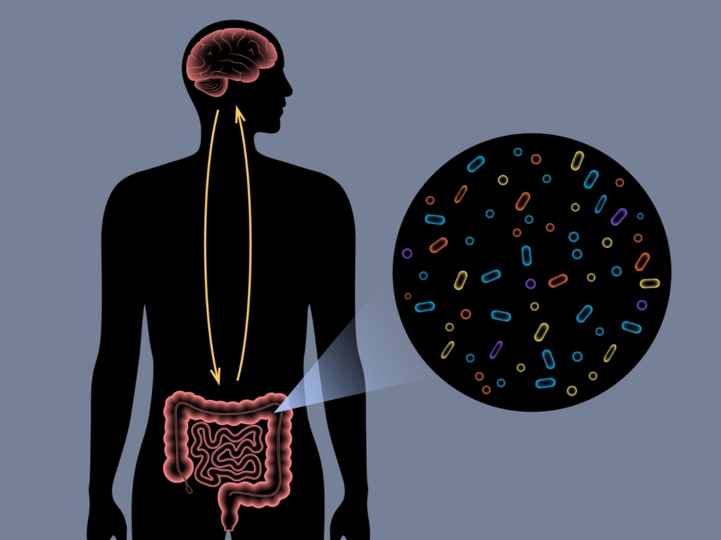 Graphic showcasing the mind-gut connection. 